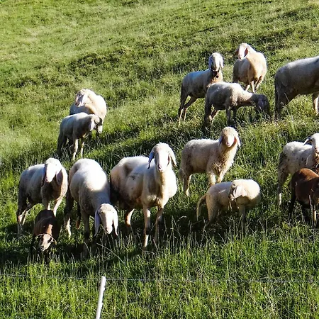 Appartement In Hopfgarten *